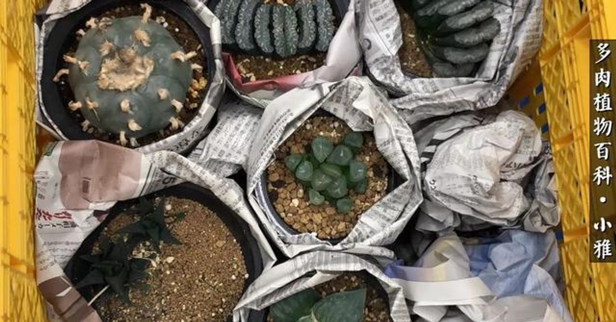 帶你揭開神秘面紗：日本仙人掌狂人會！ - iFuun