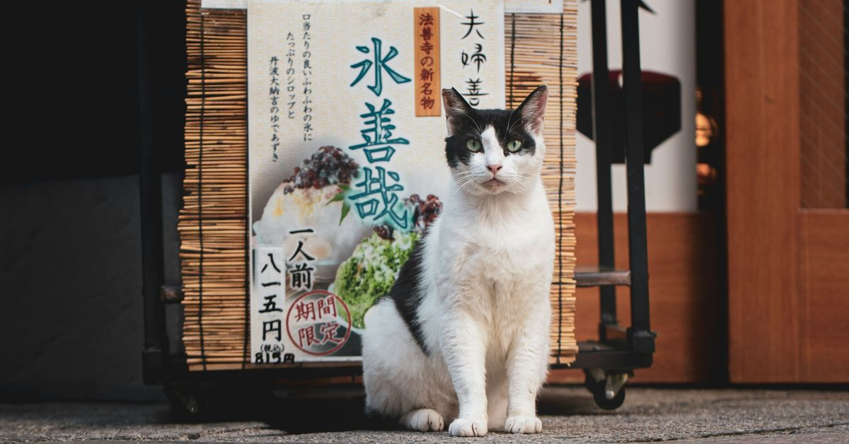 為什麼日本第一位英國公費留學生夏目漱石，回國後宿疾越來越嚴重？