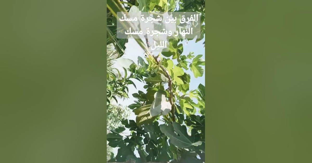 الفرق بين شجرة مسك النهار وشجرة مسك الليل