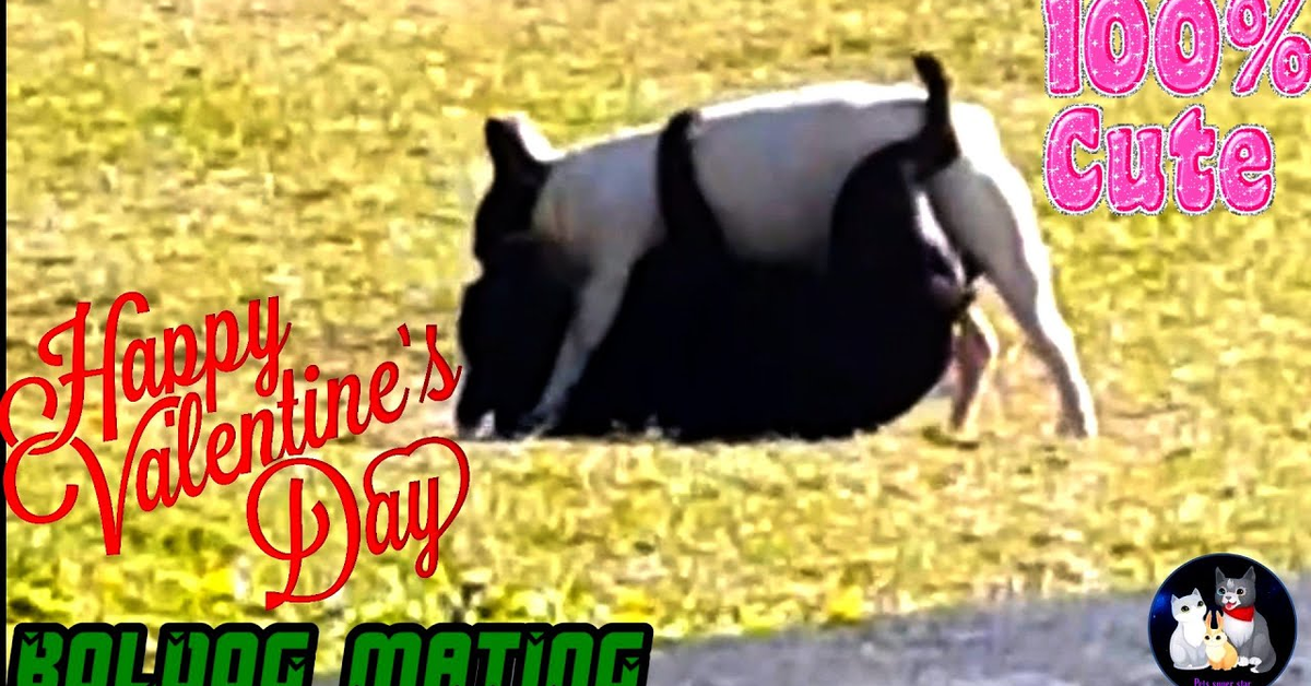 Essayer De Ne Pas Rire Video Accouplement De Chien A Mourir De Rire 308 Chat Drole