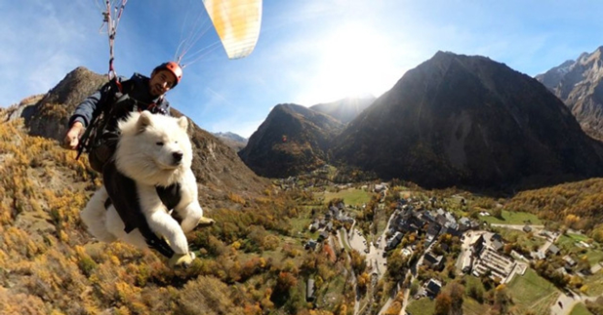誰說狗狗不能飛上天？ 法國薩摩耶搭滑翔傘飛上天爆紅 | DQ 地球圖輯隊