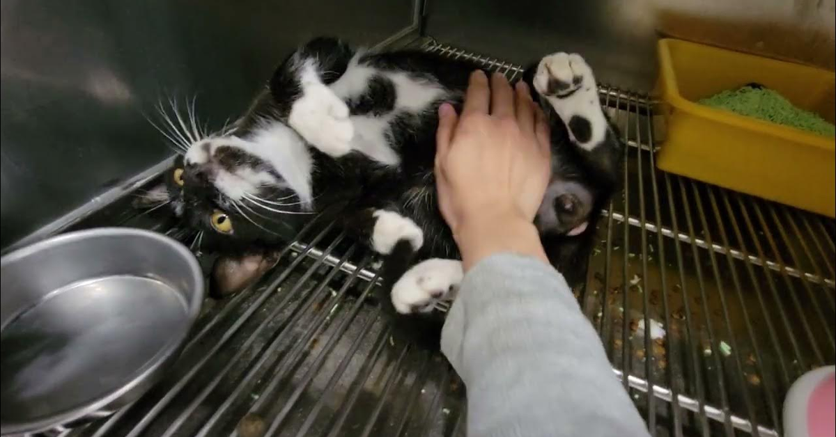 牛牛2 @台中 毛大夫動物診所