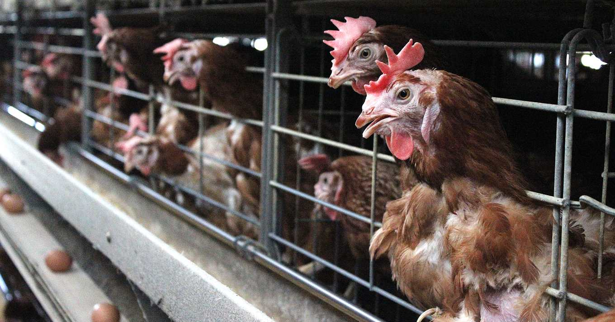 全台缺蛋》不明疫情侵襲蛋雞場，成壓垮產業鏈最後一根稻草，4 月前難解蛋荒 | 上下游News&Market