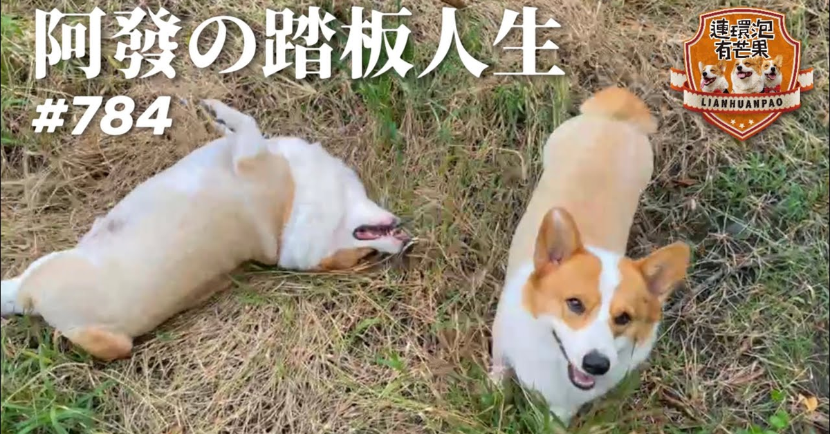 ［散步直播］784_阿發の踏板人生