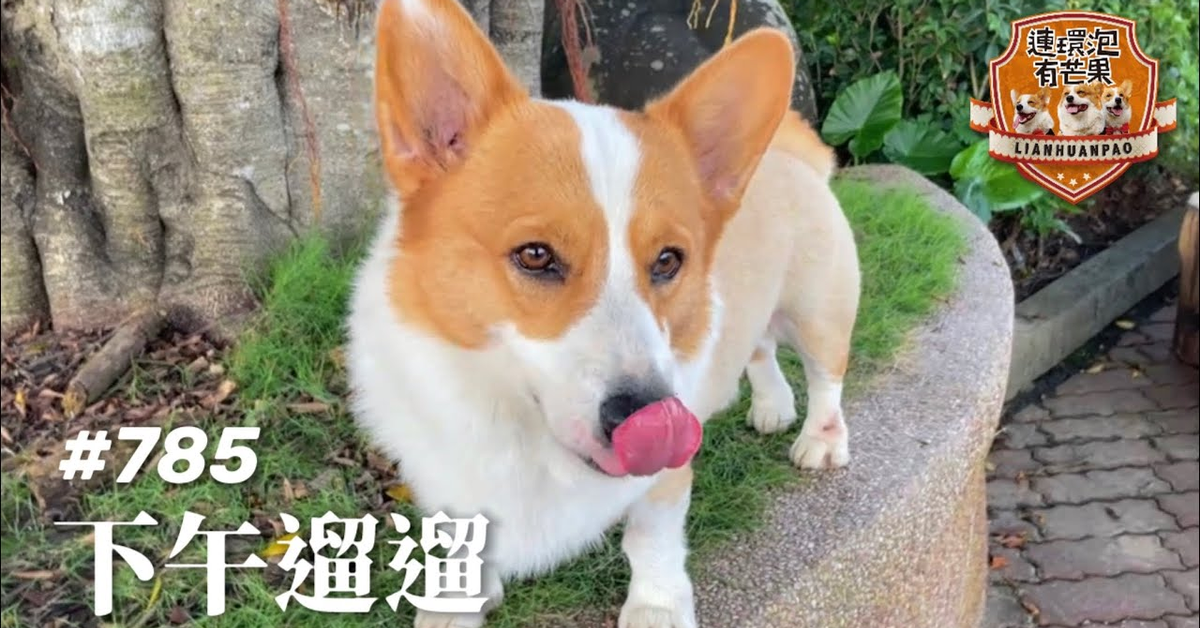 ［散步直播］785_下午遛遛