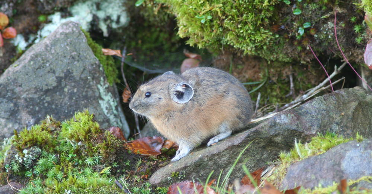 北海道大雪山國家公園三天兩夜行程攻略(下) 瀑布巡禮、然別湖划船、苔蘚森林生態導覽 - 瓶顆旅居日本中