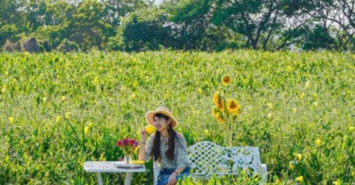 採海芋免換裝！盤點2022全台打卡乾地海芋花田，仙系網美輕鬆下田摘花去，再也不狼狽！ | Funliday 自助旅遊攻略懶人包