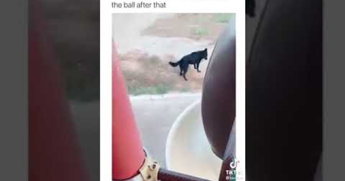 The most beautiful clips of cute and funny dogs for short videos