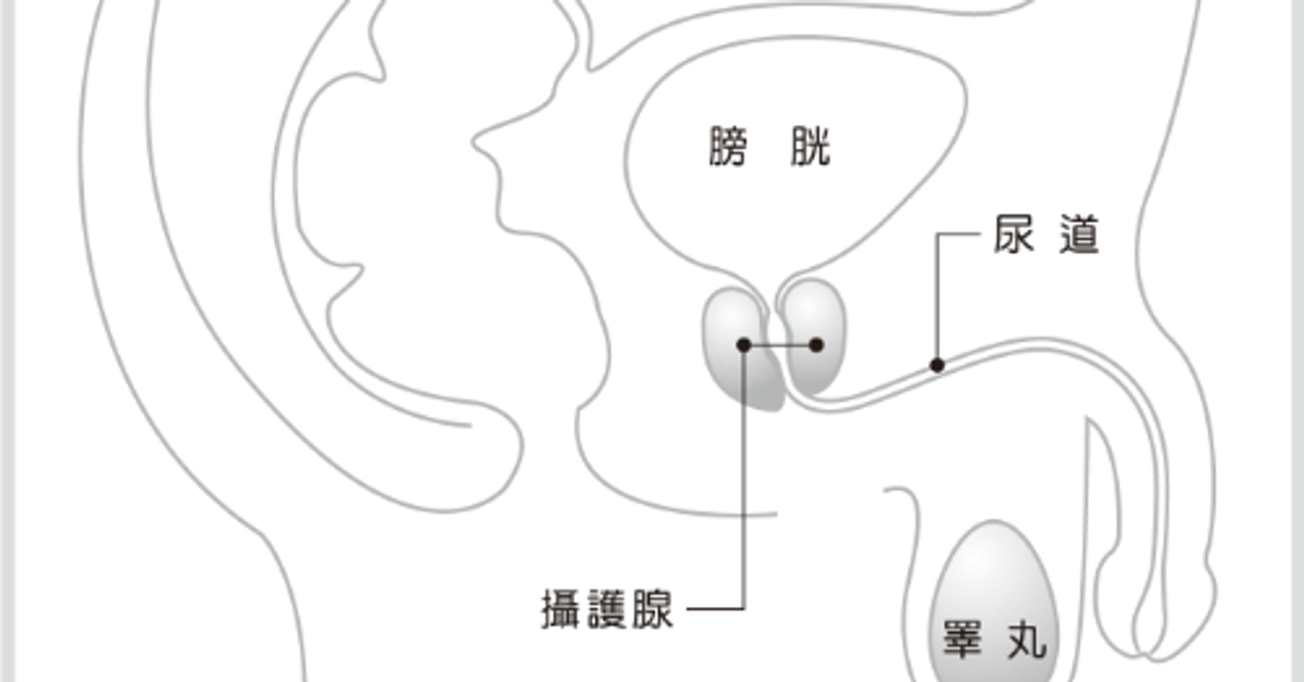 癌別總表::攝護腺癌::HOPE｜癌症希望基金會知識館