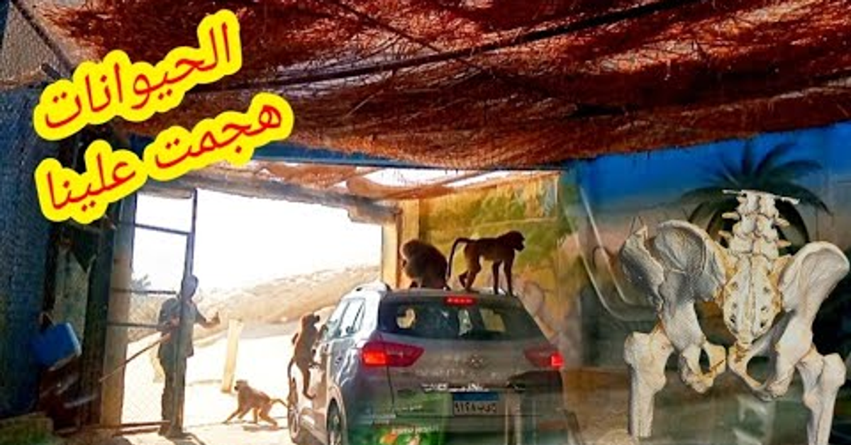 محمد حوارات. الحيوانات هجمت علينا فى افريكانو