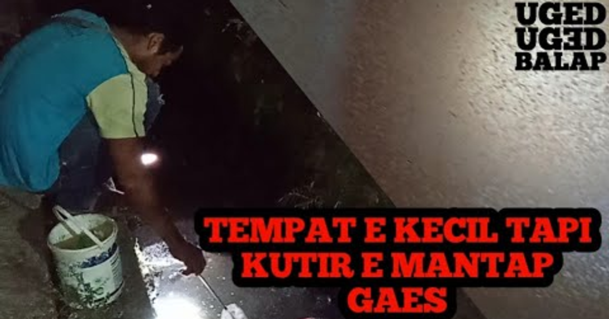 ikan cupang &#x2F; betta kontes : edisi malam-malam cari kutu air demi burayak cupang